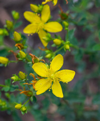 Beautiful close-up of hypericum perforatum