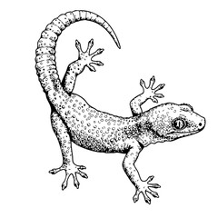Fototapeta premium Vintage sketch of a gecko climbing on a wall 