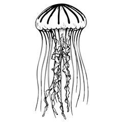 Vintage sketch of a jellyfish with flowing tentacles and dome-shaped top  