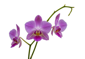 Fototapeta premium Three vibrant purple orchids in a setting.