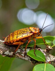 Large insect on branch