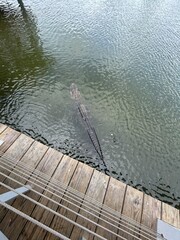 Alligator in water