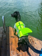 Dog swimming