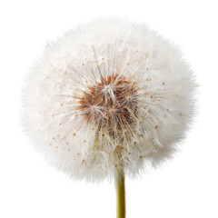 Fototapeta premium Close-up of a dandelion seed head (72)