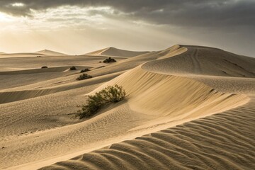 Dramatic desert landscape with sand dunes, plant and cloudy sky, a travel destination with arid nature and warm sunlight in the horizon