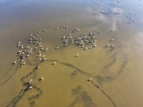 Aerial view of a gathering of birds standing in shallow, muddy waters, their white plumage contrasting against the murky backdrop, creating a striking visual spectacle., Kalochori, Greece.