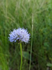 Delicate purple wildflower standing tall amidst lush green grass under a bright summer sky