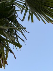 palm tree leaves.