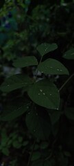 green leaves in dark background