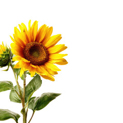 Obraz premium Vibrant sunflower against black