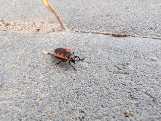 Colorful beetle crawling along a textured pavement during a sunny afternoon in a lively garden setting