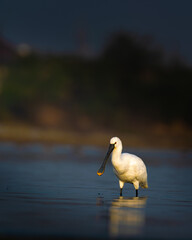 Eurasian Spoonbill wading in wetland waters of Rajasthan, India – elegant white wading bird with spatula-shaped bill in natural habitat, captured in golden light during feeding behavior