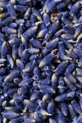 Raw Purple Organic Lavender Herbs