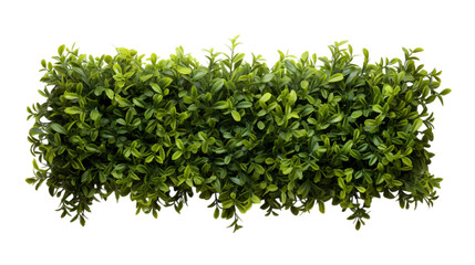 Obraz premium Lush green foliage bush with dense leaves creating a vibrant natural border for design