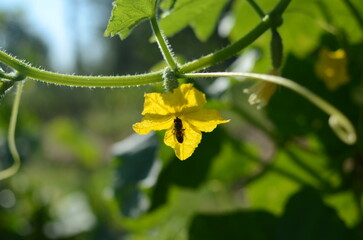 bee collecting nectar on a yellow cucumber flower