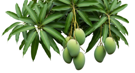 Clusters of unripe green mangoes hanging from branches with lush green leaves isolated on a white background
