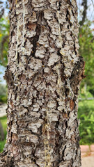 Fototapeta premium A boring insect has infested a beautiful blue cedar (or Atlantic cedar), leading to noticeable resin exudation.