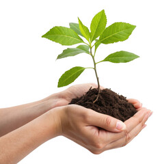 3d hands holding a young green plant with soil