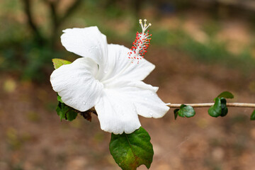 white Hibiscus flower,variety of Hibiscus rosa-sinensis, also known as Chinese hibiscus or China...