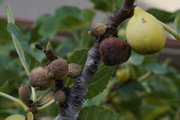 Ripe figs on a branch. Eye-level close-up of several unripe green-yellow figs growing on a fig tree branch.