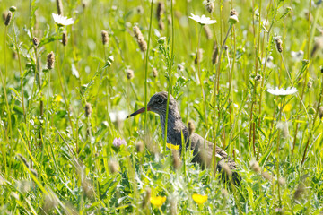 redshank surrounded by ribwort plantain, redshank hidden among wild flowers, redshank among flowers and blades of grass, flower meadow on a sunny day, tringa totanus