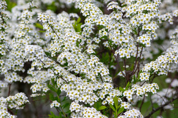 Spiraea cinerea white flowering plant branches, Gray Grefsheim beautiful ornamental springtime...