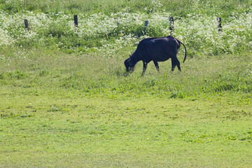Water buffalo in a meadow, grazing water buffalo, a water buffalo in a flower meadow, Bubalus arnee, idyllic landscape, grassland, fence, white flowers