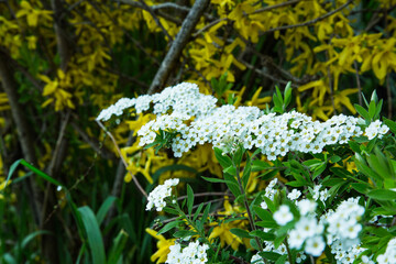 Spiraea cantoniensis Blossoms in Garden Setting