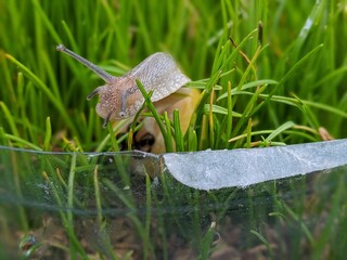 Exploring the lush green blades of grass, a curious garden snail embarks on a slow yet determined...