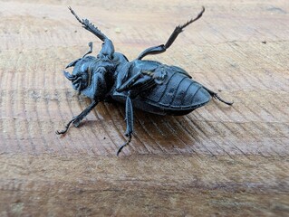 Close encounter with an intriguing black beetle on a wooden surface in a serene outdoor setting during a sunny afternoon © mr_smith