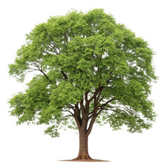 3d lush green oak tree with detailed foliage