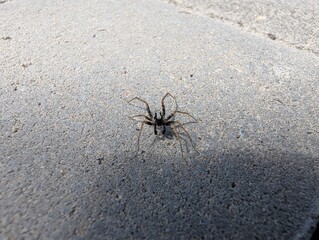 Curious spider exploring the rough surface on a sunny afternoon outside
