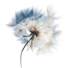Close-up of a dandelion seed head.  Soft pastel tones