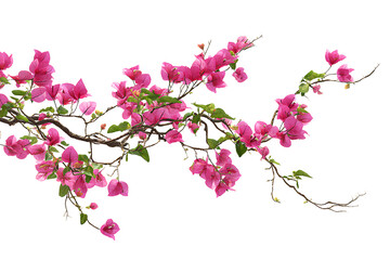 Branch of vibrant pink bougainvillea flowers isolated on transparent background.