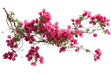 Vibrant pink bougainvillea flowers on a branch isolated on transparent background.