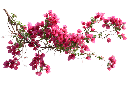 Vibrant pink bougainvillea flowers on a branch isolated on transparent background.
