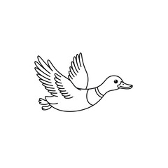 Flying duck bird wings