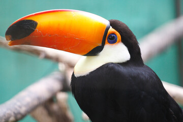 Toco Toucan (Ramphastos toco) Close-Up – Striking Tropical Bird