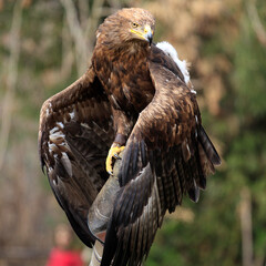 Close-up Portrait of a Golden Eagle with Intense Gaze