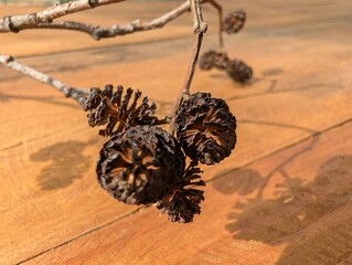 Branch adorned with intricate seed pods resting on a wooden surface in warm afternoon sunlight