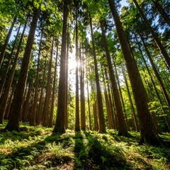 Sunlight through a dense forest