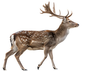 Fototapeta premium Majestic Spotted Deer Stag Walking Gracefully in Isolation A Wildlife Portrait Against a Pure White Backdrop