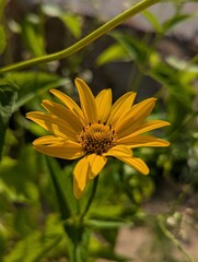 Bright yellow flower blooms in the warm sunlight of a vibrant garden on a serene summer day