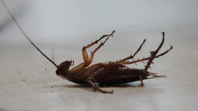 A cockroach, sprayed with insecticide, is dying on the floor.