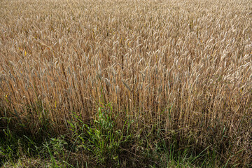 Golden wheat field under blue sky