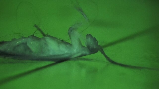 Night scope: A roach sprayed with bug killer thrashes on the floor in its final moments.