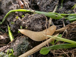 Curious slug gliding through soil and grass during a sunny afternoon in a garden