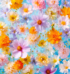 Various colorful flowers floating on a bright blue background.