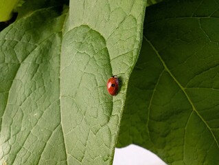 Delightful ladybug exploring vibrant green leaves in morning sunlight