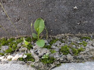 New life emerges from the cracks of urban concrete in a vibrant green display of resilience and nature's beauty